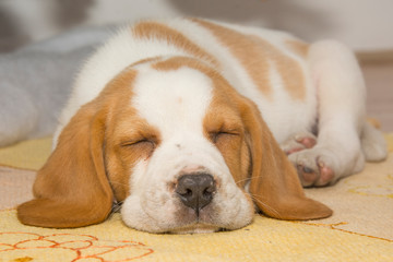 Beautifully beagle puppy under the Christmas tree