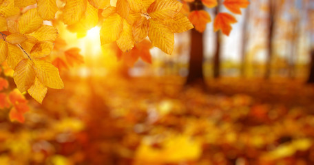 Naklejka na ściany i meble Autumn leaves and blurred trees .