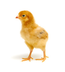 Chicks isolated on white