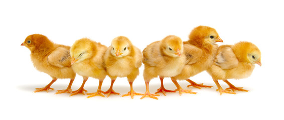 Chicks isolated on white © Alekss