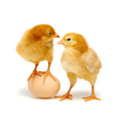 brown egg and chicks isolated on a white