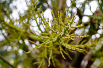 Florencing plants in rural area
