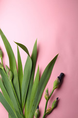 Iris flowers bouquet on pink above