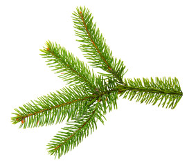 Fir branch isolated on white