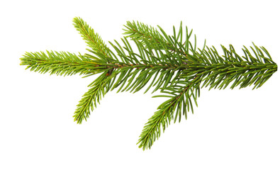 Fir branch isolated on white