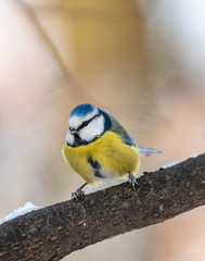 Fototapeta premium Blue tit (Parus caeruleus)resting on tree branch