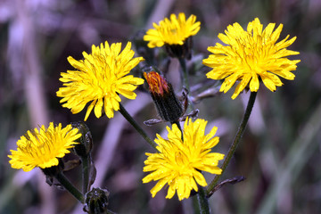 5 FIORI GIALLI © fabiobaldi
