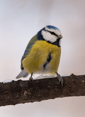 Blue tit (Parus caeruleus)resting on tree branch