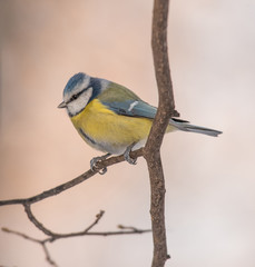 Blue tit (Parus caeruleus)resting on tree branch