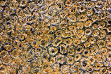 Fossil texture feature