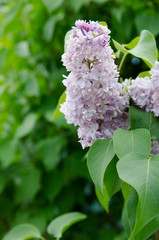 beautiful flowers