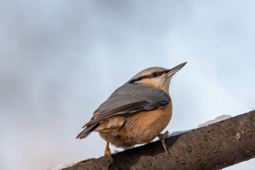 European nuthatch (Sitta europaea) on a tree bark