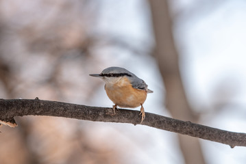 European nuthatch (Sitta europaea) on a tree bark
