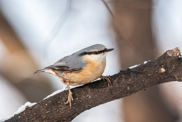 European nuthatch (Sitta europaea) on a tree bark