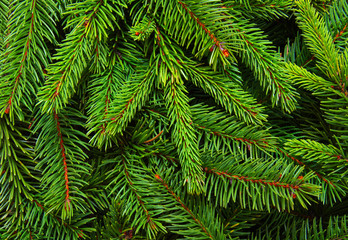 Background of pine branches.