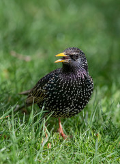 A European Starling looking for food in grass