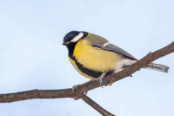 Cute  Great tit (Parus major) bird in yellow black color sitting on tree branch