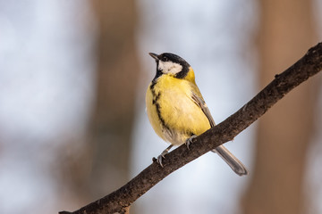 Cute  Great tit (Parus major) bird in yellow black color sitting on tree branch