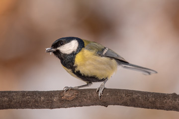 Cute  Great tit (Parus major) bird in yellow black color sitting on tree branch