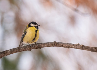 Cute  Great tit (Parus major) bird in yellow black color sitting on tree branch