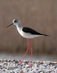 The black-winged stilt (Himantopus himantopus) bird on salt lake