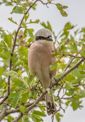 Close up of Red-backed shrike (Lanius collurio) in nature