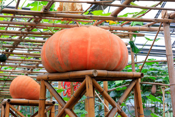Giant pumpkin