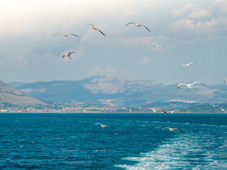 Fototapeta na wymiar Flock of seagulls flying on blue clear sky water in the sea. Ponza Island in the background, Italy.