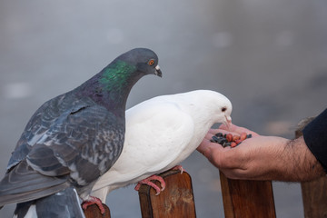 White Pigeon  dove eating  seed from person hand