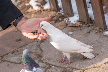 White Pigeon  dove eating  seed from person hand