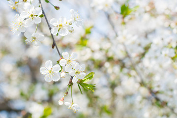 Fototapeta na wymiar cherry blossom branch in spring