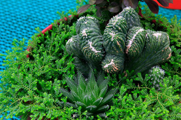 Beautiful foliage plants seedlings