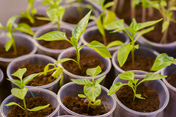 young pepper seedlings