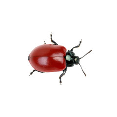 red beetle on a white
