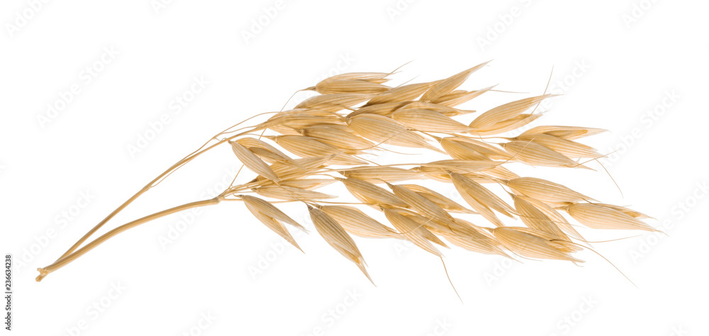 Wall mural oat plant isolated on white with clipping path