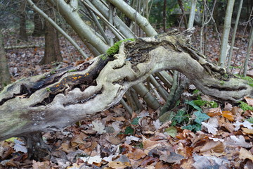 Ast baumstamm moos natur wald herbst kalendermotiv