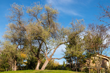 Fototapeta premium Saint-Miter park in Aix-en-Provence