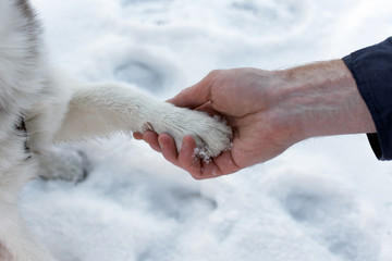 Dog paw in a human arm. Dog and people friendship concept.