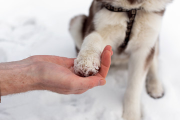 Dog paw in a human arm. Dog and people friendship concept.