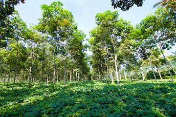 rubber trees plantations in sulawesi island.