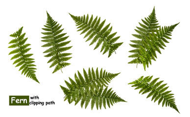 Fern leaves isolated on white with clipping path - obrazy, fototapety, plakaty