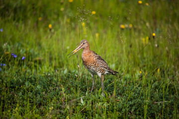 Black-tailed Godwit (Limosa limosa), Iceland bird