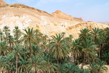 Fototapeta na wymiar Tunisia. An oasis in the desert. Rocky mountains and palm trees.