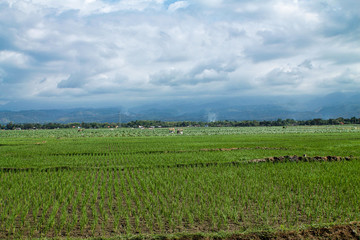 Fototapeta na wymiar green rice cultivations in sulawesi island and beautiful cloudy sky