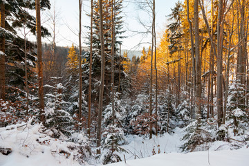 The golden winter forest