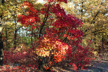 Naklejka na ściany i meble red maple tree in autumn