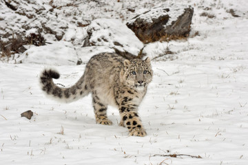 Snow Leopard Cub Walking through the Snow