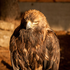 A Golden Eagle