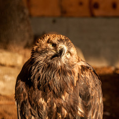 A Golden Eagle