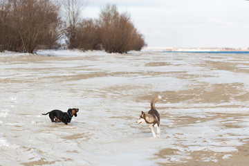 Husky puppy playing in a snow. Funny pet outside.